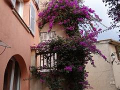 183 D23 BORMES LES MIMOSAS 1_000027